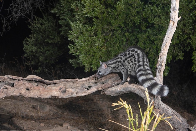 Common Genet (Genetta Genetta) 스페인 말라가