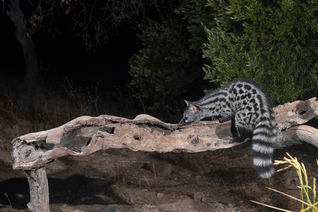 Common genet (Genetta genetta) Malaga, Spain