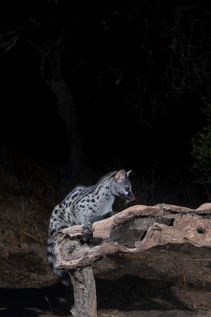 Common genet (Genetta genetta) Malaga, Spain