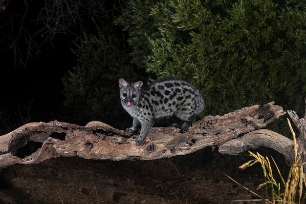 Common genet (Genetta genetta) Malaga, Spain