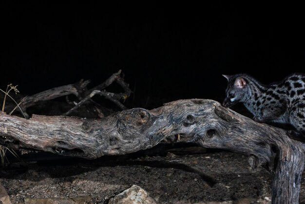 Common genet (Genetta genetta) Malaga, Spain