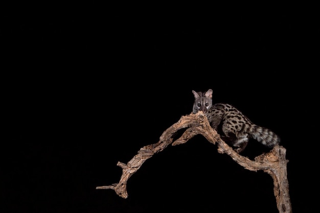 Common genet Genetta genetta Malaga Spain