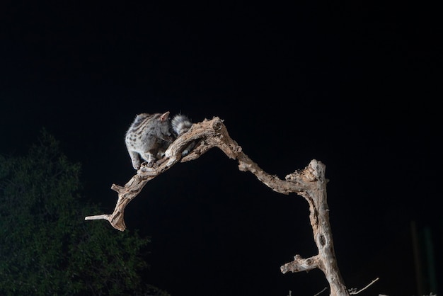 Common genet Genetta genetta Malaga Spain