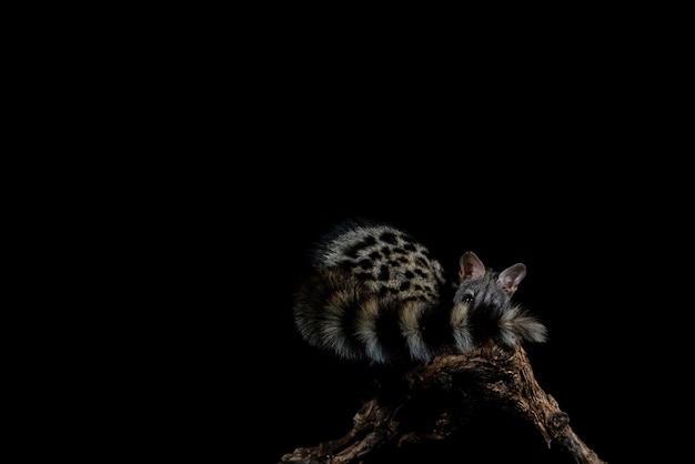 Common genet Genetta genetta Malaga Spain