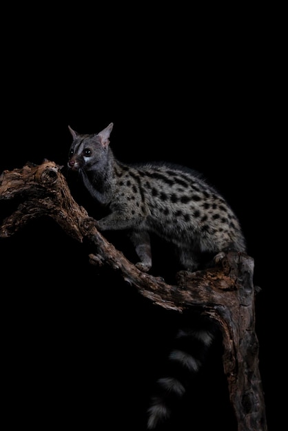 Common genet Genetta genetta Malaga Spain