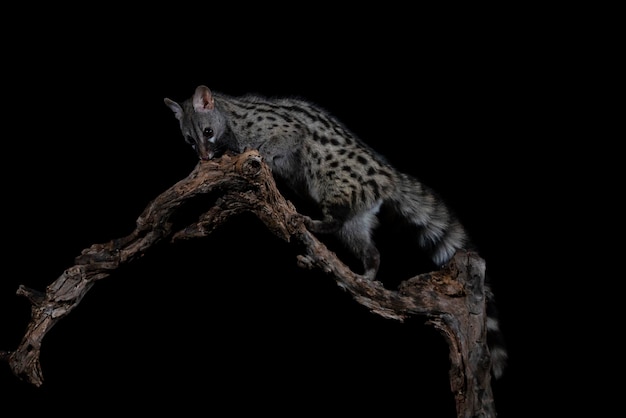 Common genet Genetta genetta Malaga Spain