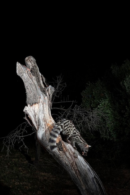 Common genet Genetta genetta Malaga Spain