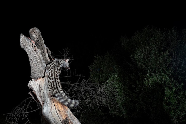 Common genet Genetta genetta Malaga Spain