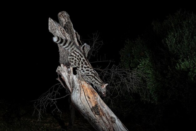 Common genet Genetta genetta Malaga Spain