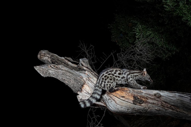 Common genet Genetta genetta Malaga Spain