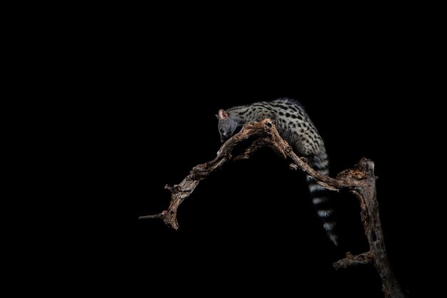 Common genet Genetta genetta Malaga Spain