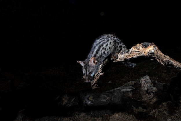 Common genet Genetta genetta Malaga Spain