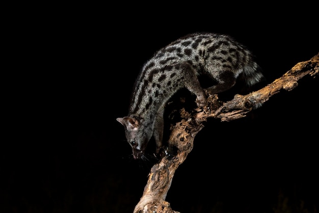 Common genet Genetta genetta Malaga Spain