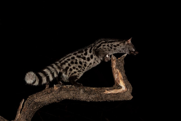 Photo common genet genetta genetta malaga spain