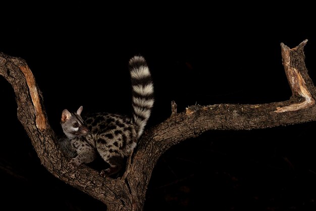 Photo common genet genetta genetta malaga spain