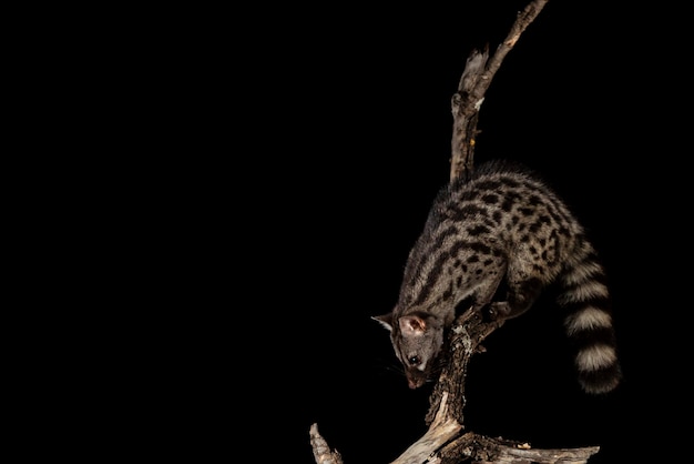 Common genet Genetta genetta Malaga Spain