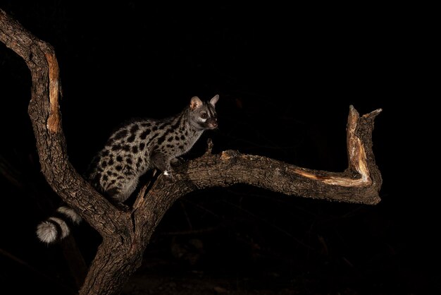 Common genet Genetta genetta Malaga Spain