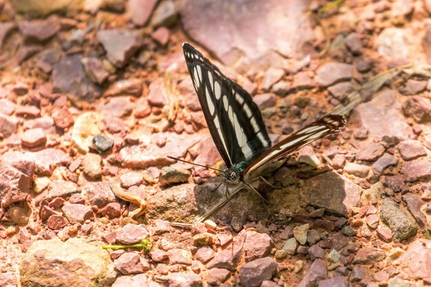 グライダー (Neptis sappho)