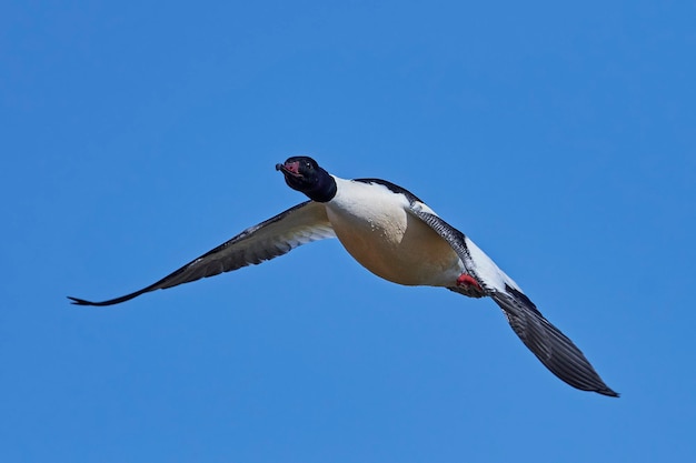 큰 거위 Mergus merganser