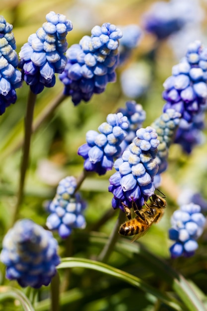 만개한 일반적인 포도 히아신스(Muscari botryoides).