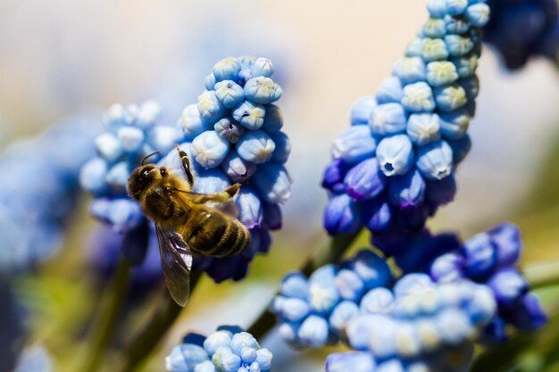 満開のルリムスカリ（Muscari botryoides）。