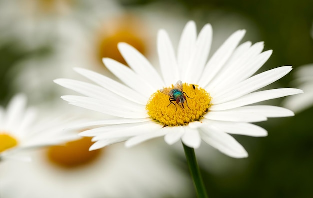 Common green bottle fly pollinating a white daisy flower Closeup of one blowfly feeding off nectar from a yellow pistil center on a plant Macro of a lucilia sericata insect and bug in an ecosystem