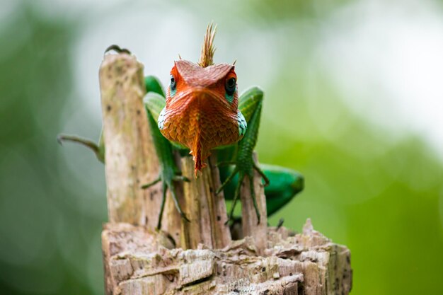 Common green forest lizard on a wooden pole arrogant animal looking at the camera orange color head and green saturated changeable color skin close up what are you looking at attitude on the face