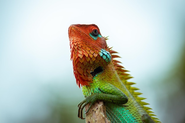 Common green forest lizard on a wooden pole posing so proud orange color head and green saturated changeable color skin close up blurred soft bokeh background in Sinharaja rain forest