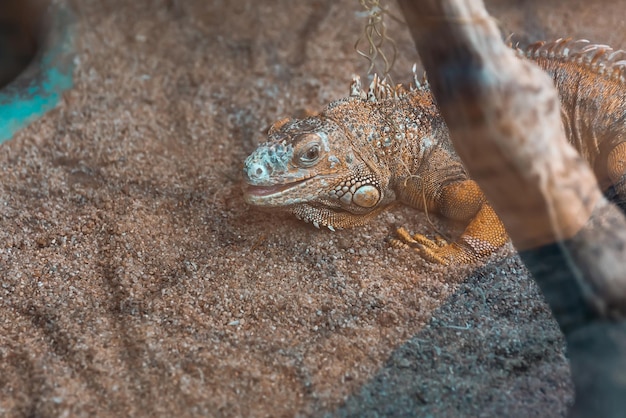 Common green iguana on a rock in a terrarium