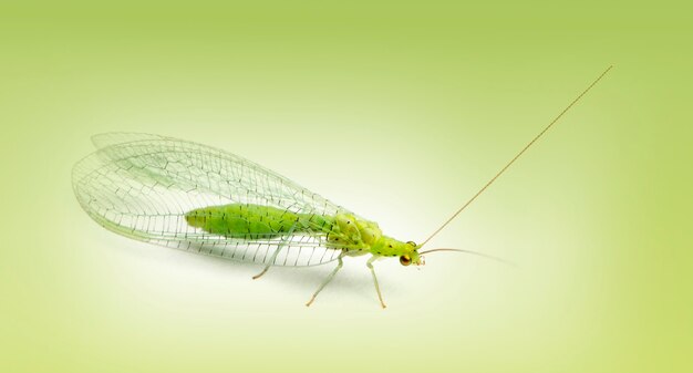 Common green lacewing, Chrysoperla carnea, on a green gradient background