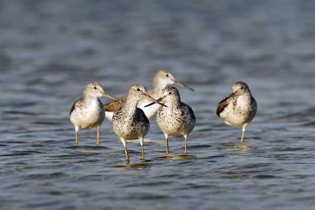 Common greenshank Tringa nebularia