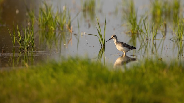 Common greenshank wading in shallow water with green grass
