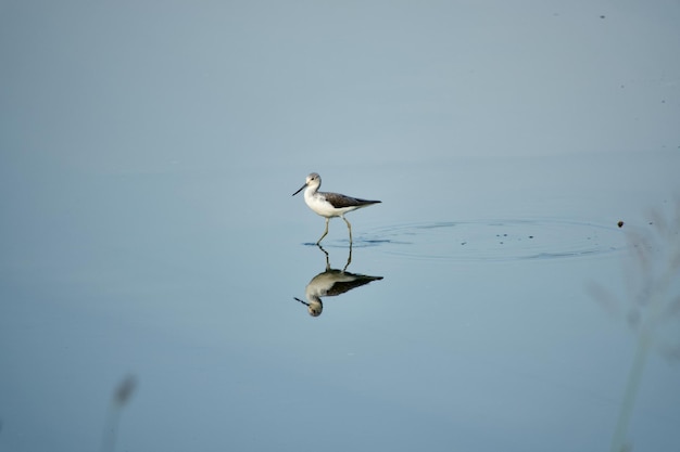 Photo a common greenshank walking on water