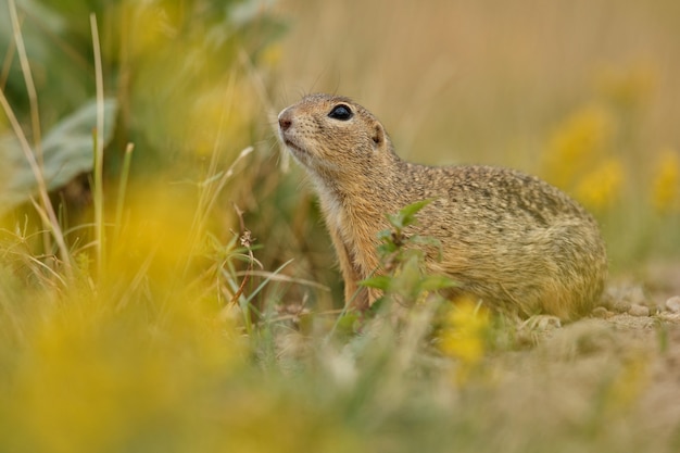 Photo common ground squirrel on blooming meadow european suslik spermophilus citellus