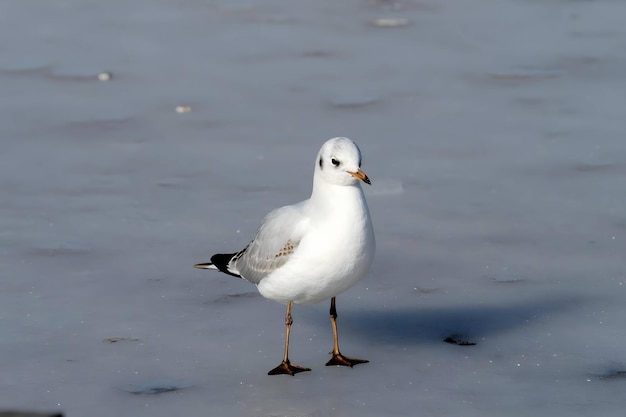 Photo common gull on frozen water