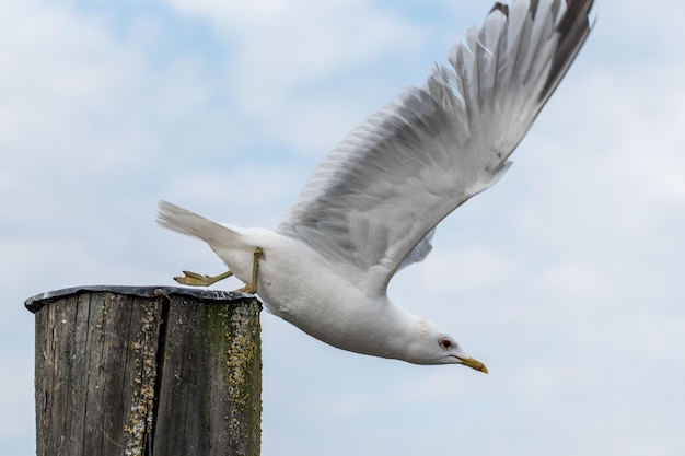 A common gull or sea mew Larus canus takes off from a top of a wood column