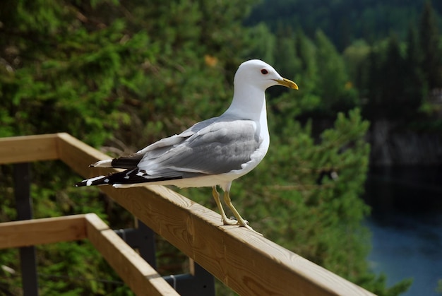Photo common gull
