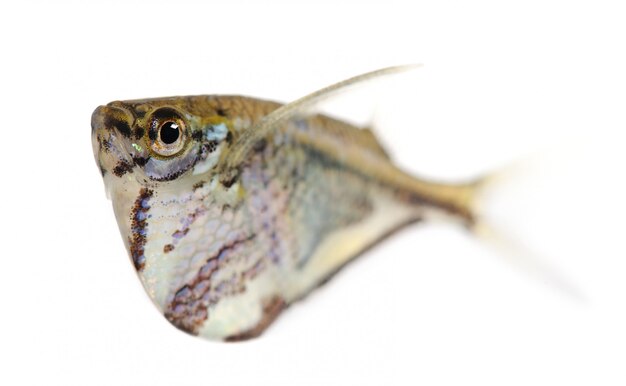 Common hatchetfish - Gasteropelecus sternicla on a white isolated