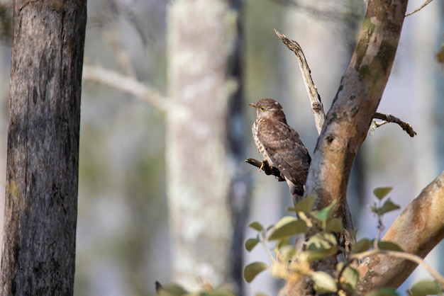 Common hawk-cuckoo perched on a tree