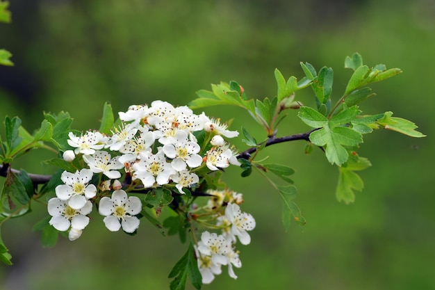 Photo common hawthorn flowers and leaves crataegus monogyna it is a wellknown medicinal plant