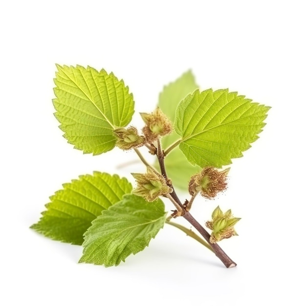 Common hazel bush isolated on white background generate ai