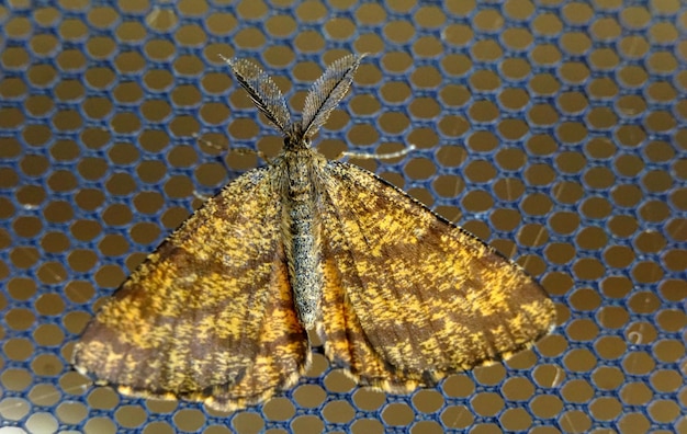 Common Heath moth perched on a mesh backgroundpictured in north macedonia