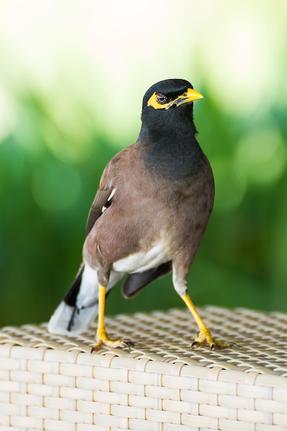 一般的な丘のミナ鳥