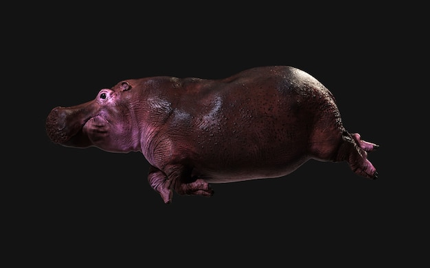 Обыкновенный бегемот (Hippopotamus Amphibius) позирует изолировать на темном фоне с обтравочным контуром.