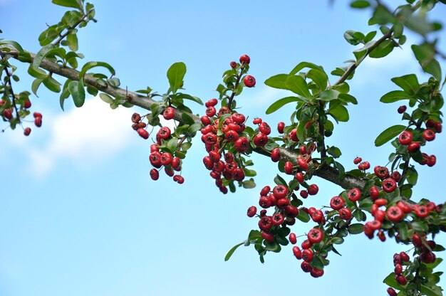 Common holly branch Ilex aquifolium with its fruits