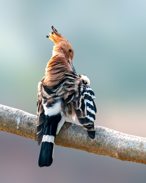 Common hoopoe doing preen on a tree perch