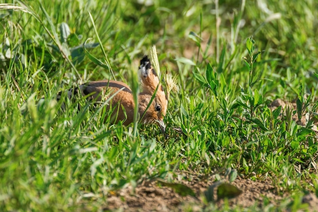 Common Hoopoe (Upupa epops) Eurasian Hoopoe