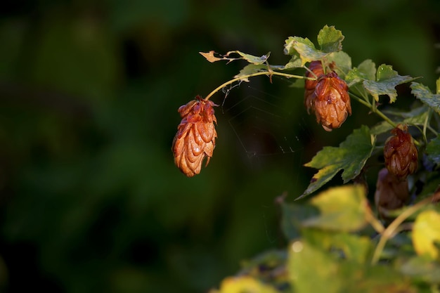 Common Hop plant