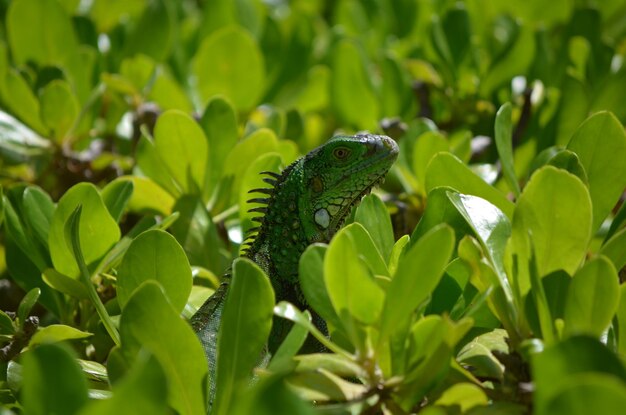 Common iguana perched in the top of a green shrub.