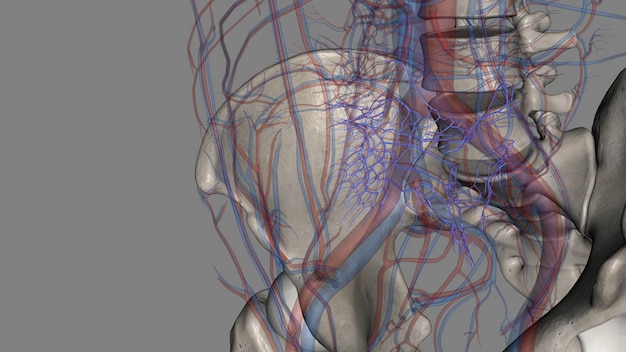 Photo the common iliac vein is formed by the unification of the internal and external iliac veins